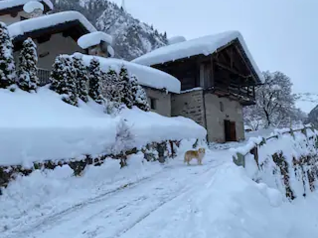 Casa Walser Larici e abeti secolari